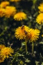 Honey bee Spring scene of pollination of yellow dandelion flowers on a summer flower field Royalty Free Stock Photo