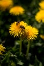 Honey bee Spring scene of pollination of yellow dandelion flowers on a summer flower field Royalty Free Stock Photo