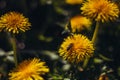 Honey bee Spring scene of pollination of yellow dandelion flowers on a summer flower field Royalty Free Stock Photo