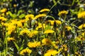 Honey bee Spring scene of pollination of yellow dandelion flowers on a summer flower field Royalty Free Stock Photo