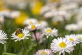 Honey Bee Springtime Scene pollinating White and Yellow Daisy Flowers Royalty Free Stock Photo