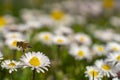 Honey Bee Springtime Scene pollinating White and Yellow Daisy Flowers Royalty Free Stock Photo