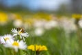 Honey Bee Springtime Scene pollinating White and Yellow Daisy Flowers Royalty Free Stock Photo