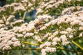 Honey bee on St. Catherine`s Lace Eriogonum giganteum flowers