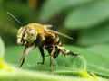 Honey bee is standing on a leaf. close up Royalty Free Stock Photo