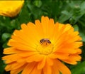 Honey Bee sucking nactor from beautiful yellow marigold flower Royalty Free Stock Photo