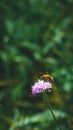 Honey bee sucking nectar from wild purple flower. Royalty Free Stock Photo