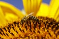 Honey bee on sunflower