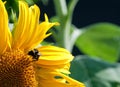 Honey bee on sunflower Royalty Free Stock Photo