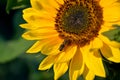 Honey Bee On Sunflower In Bloom Collect Flower Nectar And Pollen In Sunshine