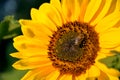 Honey Bee On Sunflower In Bloom Collect Flower Nectar And Pollen In Sunshine