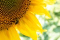 Honey bee on sunflower close-up in sunny day Royalty Free Stock Photo