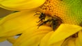 Honey bee on sunflower close up Royalty Free Stock Photo