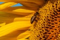 Honey Bee on Sunflower, close up Royalty Free Stock Photo