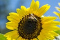 Honey Bee on sunflower, bee collect nectar on sunflower. Summer background Royalty Free Stock Photo