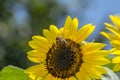 Honey Bee on sunflower, bee collect nectar on sunflower. Summer background Royalty Free Stock Photo