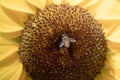 Honey Bee with Sunflower in the Nature. Royalty Free Stock Photo