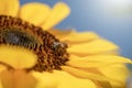 Honey Bee with Sunflower in the Nature. Royalty Free Stock Photo