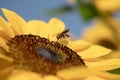 Honey Bee with Sunflower in the Nature. Royalty Free Stock Photo