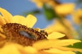 Honey Bee with Sunflower in the Nature. Royalty Free Stock Photo
