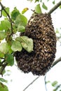 Honey bee swarm on an apple tree.