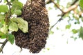 Honey bee swarm on an apple tree.