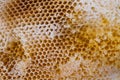 Honey bee swarm Royalty Free Stock Photo