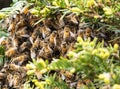 Honey Bees swarm as they build colony