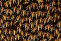 Honey Bee Swarm,bees protecting their hive Royalty Free Stock Photo