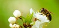 A honey bee takes nectar from a spring white cherry flower. Close-up of an insect on a background of blossom and Royalty Free Stock Photo