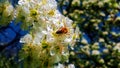 Honey bee taking nectar around siena