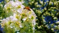 Honey bee taking nectar around siena