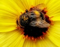 A honey bee taking nectar from a blooming sunflower