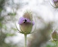 A bee on a teasel flower