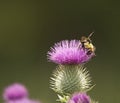 Honey Bee On Thistle