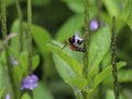 Honey bee on tiny violate flowers