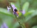 Honey bee on tiny violate flowers