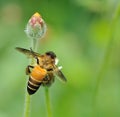 Honey Bee to the flower and collect the nectar