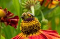 Honey Bee collecting pollen on top of beautiful Rudbeckia flower