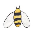 Honey bee top view watercolor illustration