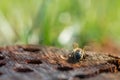 Honey bee macro photography