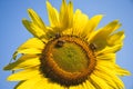 Honey Bee Trio on Sunflower