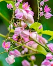 Honey Bee on Tropical Pink Flowers 2 Royalty Free Stock Photo