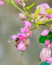 Honey Bee on Tropical Pink Flowers 6 Royalty Free Stock Photo