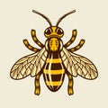 Honey bee vector colored detailed illustration