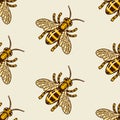 Honey bee vector colored seamless pattern