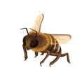 Honey bee flying in cute fluffy yellow and black jacket, with two wings and stinger