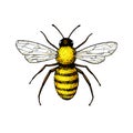 Honey bee vintage vector drawing. Hand drawn isolated insect sketch.