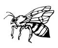 Honey bee vintage vector drawing. Hand drawn isolated insect sketch. vector illustrations. Great for logo, icon, label