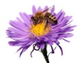 Honey bee on violet flower isolated on white background